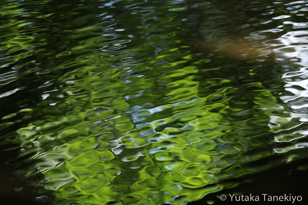 公園の新緑