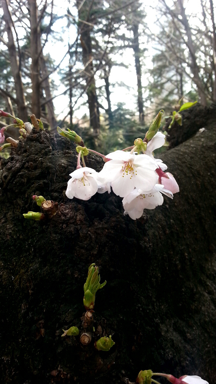 桜が綺麗に撮れました!