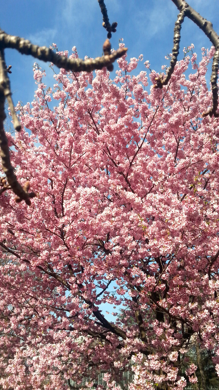 桜が綺麗に撮れました!